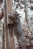 Chica (female bobcat)
